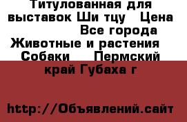 Титулованная для выставок Ши-тцу › Цена ­ 100 000 - Все города Животные и растения » Собаки   . Пермский край,Губаха г.